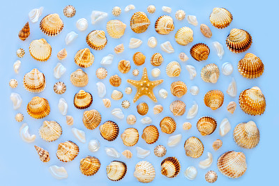 贝壳和海星的图案在蓝色的背景上呈螺旋状图片下载