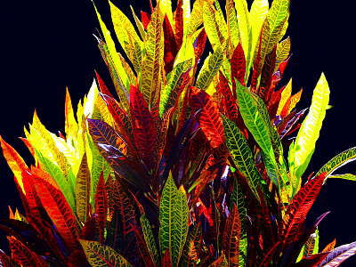 福尔哈斯·德·克洛顿图片下载