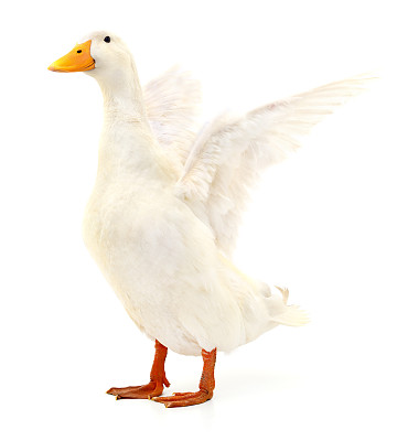 鸭子在白色的。图片下载