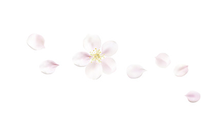 模糊的粉彩背景与花瓣。素材图片