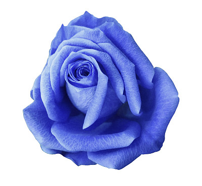 蓝色玫瑰花白色孤立的背景与修剪路径。特写镜头。没有阴影。大自然。图片下载
