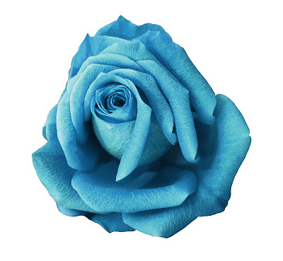 绿松石玫瑰花白色孤立的背景与修剪路径。特写镜头。没有阴影。大自然。图片下载