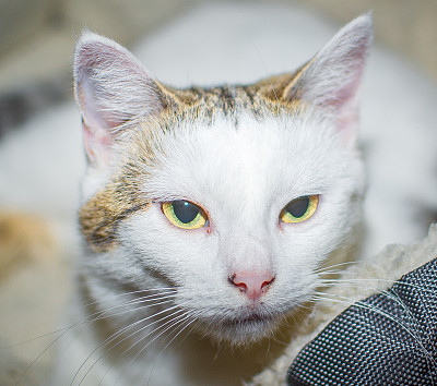 家猫的头。图片下载