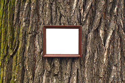 老式的木制框架，空白的白色卡片挂在一棵老橡树上图片下载