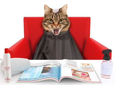 白色背景下的发型师那只有趣的猫。理发师弄错了。秃头的猫。令人震惊的情绪。图片下载