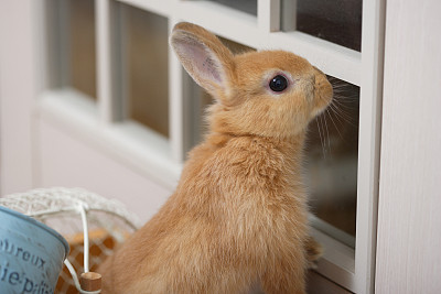 可爱的兔子图片素材ID：167376538