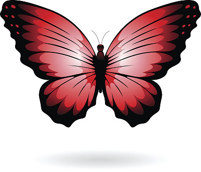 彩色蝴蝶插画图片下载