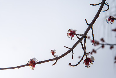 树上结了冰的花被冰雪覆盖。图片下载
