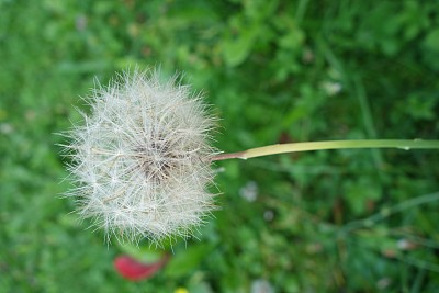 白色的蒲公英近距离与绿色的草背景图片下载