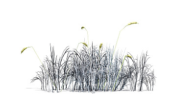 香蒲植物在冬季白色的背景图片下载