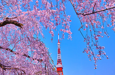 浪漫樱花图片素材ID：167395966