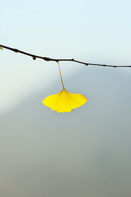 银杏叶图片下载