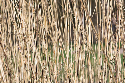 黄色芦苇背景与选择性焦点图片下载