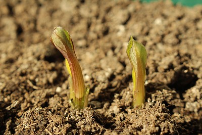 新鲜的大丽花芽图片下载