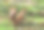 森林公园常见的森林松鼠素材图片