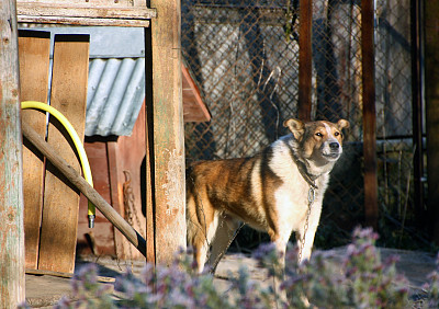所有人的宠物。忠实的朋友和良好的保安图片下载