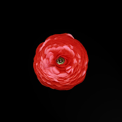 花:亚洲毛茛属图片下载