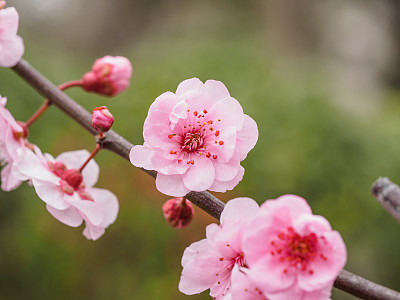 春季系列花卉：公园里美丽的红梅，前景和背景虚化素材图片