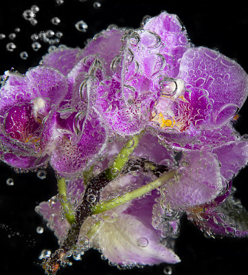 苏打水里的粉红色兰花冒着气泡渐渐闭合图片下载