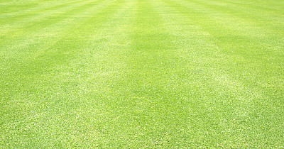 绿草的背景图片下载