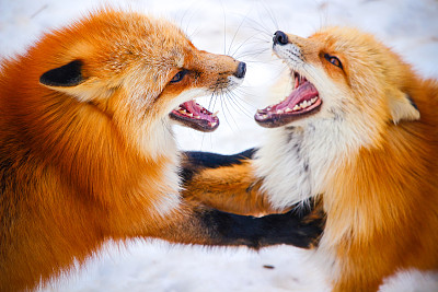 两只红狐在冬天的雪地里互相争斗图片下载