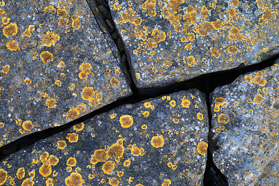 灰色石头上生长的黄色地衣图片下载