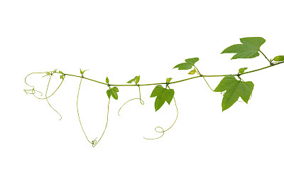 年轻的掌状绿色叶藤蔓具卷须和带刺的苦瓜或gac果孤立在白色背景上的出芽花，包括修剪路径。图片下载