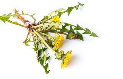 蒲公英花的根孤立在白色上图片下载