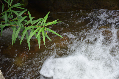 森林中的瀑布图片下载