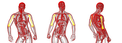 肱骨的3d渲染医学插图图片下载
