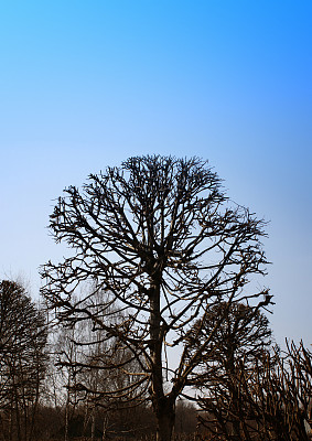 蓝天上没有叶子的树，春天来了图片下载