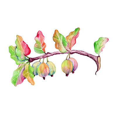 带有醋栗浆果的树枝，孤立在白色背景上图片下载