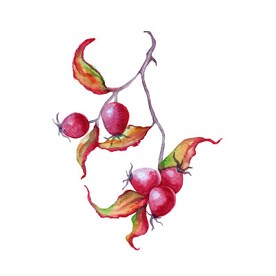 分枝有玫瑰果。孤立在白色背景上。图片下载