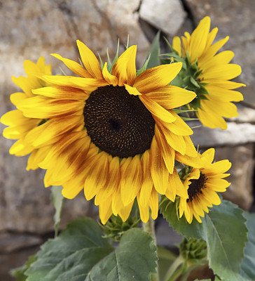 向日葵图片下载