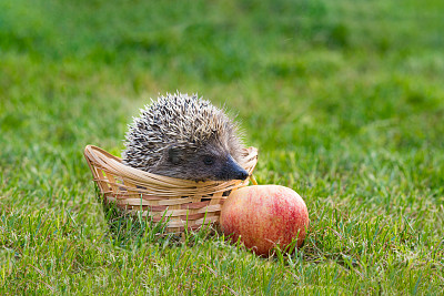刺猬(lat。Erinaceus europaeus)在篮子和苹果在草地上图片下载