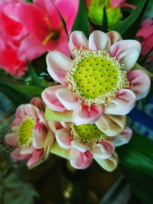 折叠的粉色荷花图片下载