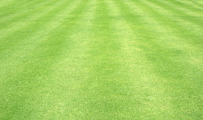绿草的背景图片下载
