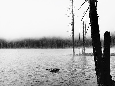 雾中的树和湖图片下载