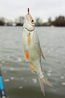 罗奇钩，浮钓图片下载