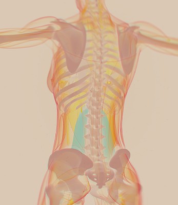 女性腰肌。灵魂的肌肉。人体解剖学。3 d演示。图片下载