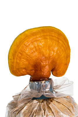 近处灵芝，灵芝孤上白。图片下载