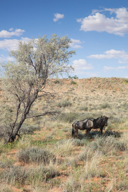 两个羚羊图片下载