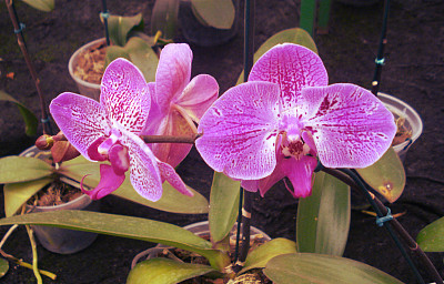 粉红色开花植物特写镜头图片下载