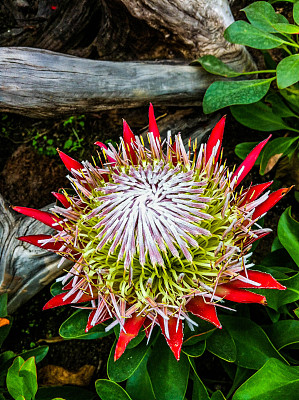 布什金糖图片下载