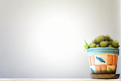 花盆里的小仙人掌。图片下载