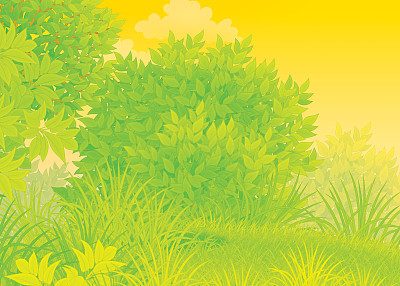 夏天的绿色森林图片下载