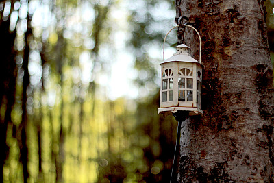 树枝照片素材ID：167492626