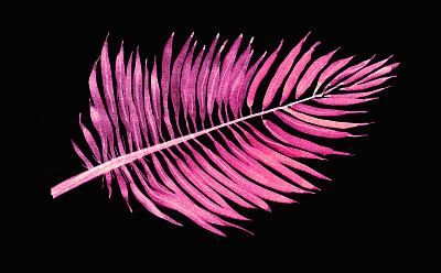 棕榈叶图片下载