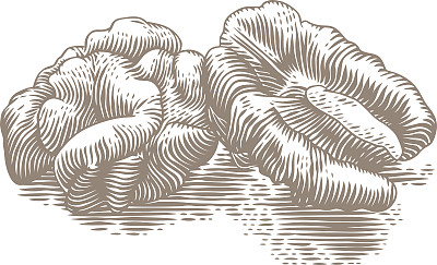 两半核桃素材图片