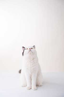 白色苏格兰折猫在白色背景图片下载